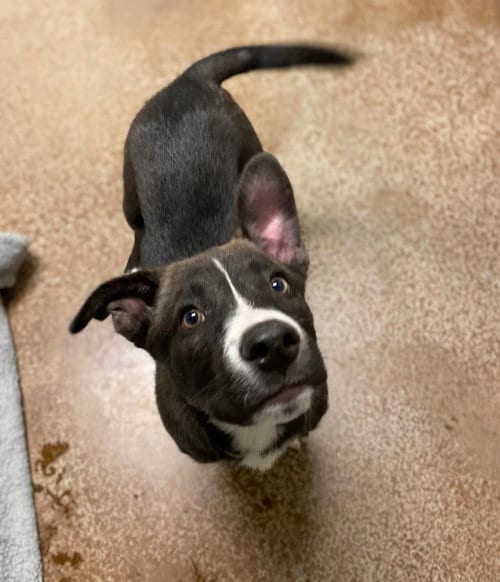 Photo of Sir William, adoptable Shepherd in Salinas, California