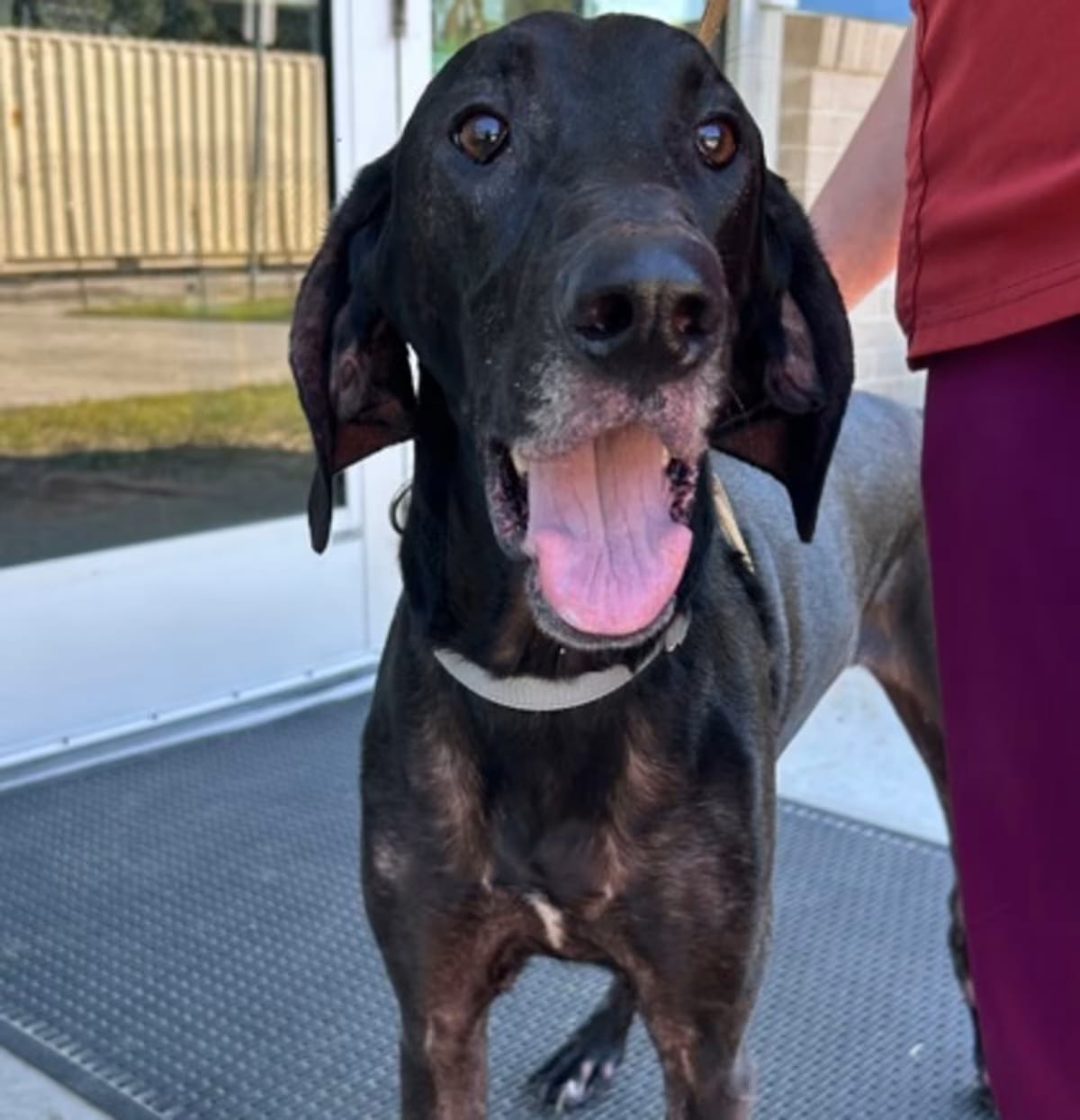 Photo of 07679B Tucker, adoptable Hound (Unknown Type) in Moncks Corner, South Carolina