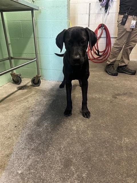 Photo of A743565, adoptable Labrador Retriever in Sacramento, California