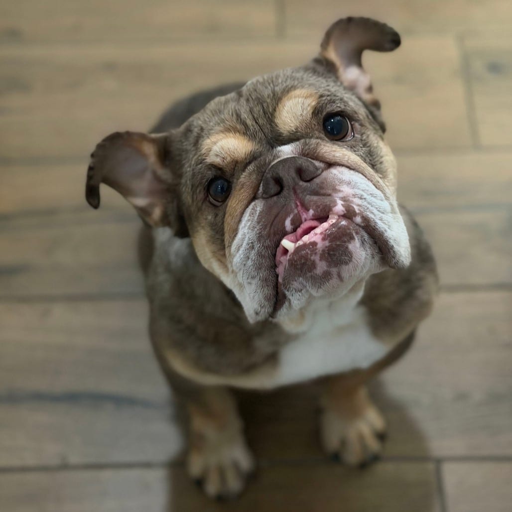 Photo of Winter, adoptable Bulldog, English in California, California