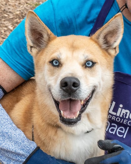 Photo of Lloyd, adoptable dog in Chamblee, Georgia