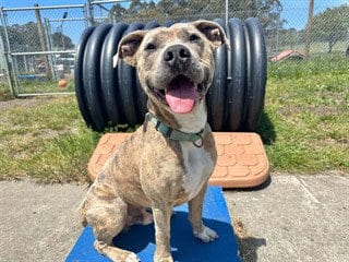 Photo of Sandstorm, adoptable Pit Bull Terrier in McKinleyville, California