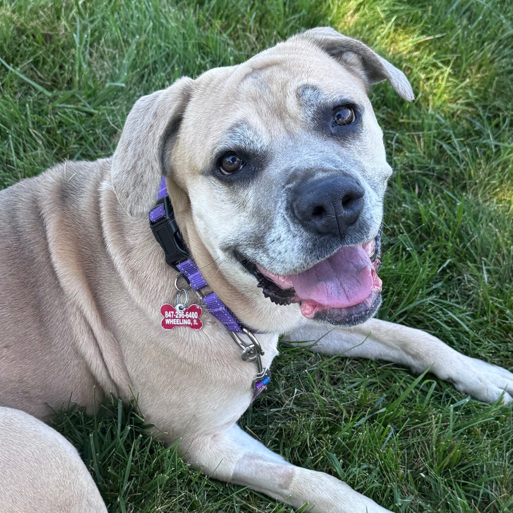 Photo of Millie, adoptable Mastiff / Mixed Breed (Large) in Wheeling, Illinois