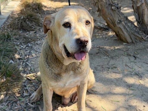 Photo of Rex, adoptable Labrador Retriever in Los Angeles, California