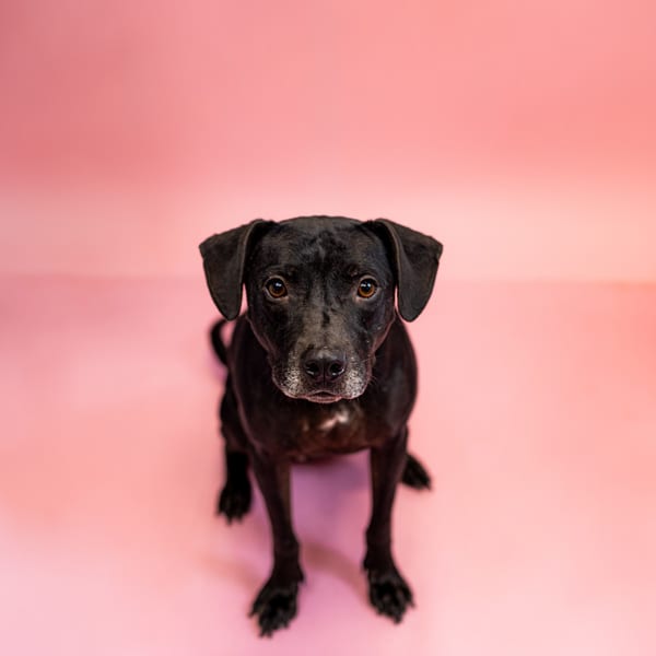 Photo of Igor Hw+, adoptable Pit Bull cross in Lawrenceville, Georgia