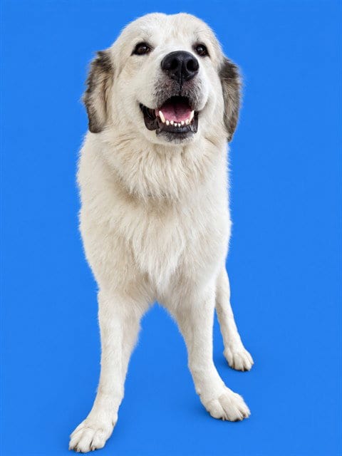 Photo of Cage, adoptable Great Pyrenees in Miami, Florida