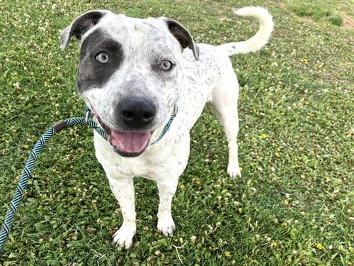 Photo of Oreo Blizard, adoptable Pit Bull Terrier in Albuquerque, New Mexico