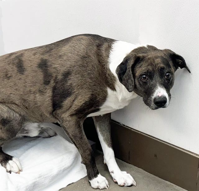 Photo of Colt, adoptable dog