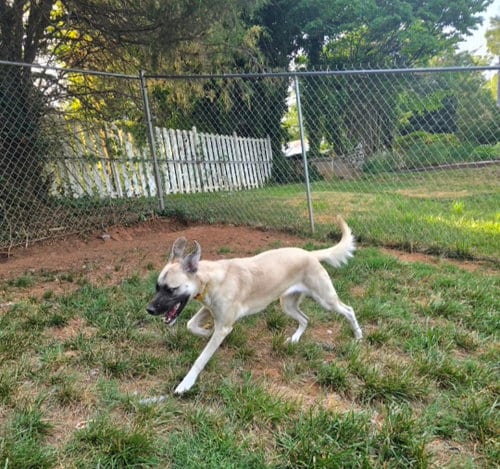 Photo of Evie, adoptable Great Pyrenees in Thomasville, North Carolina