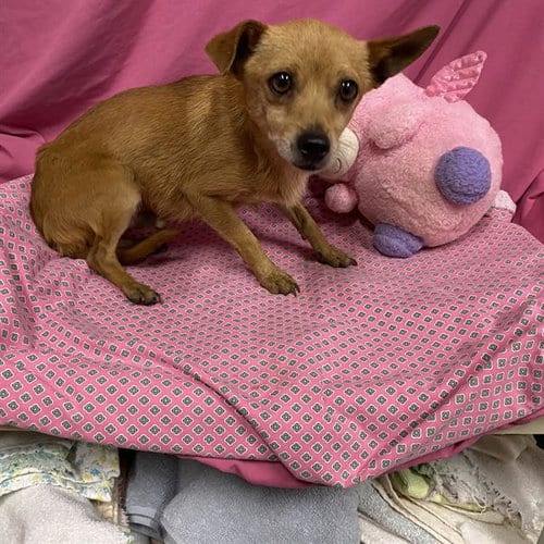 Photo of A614168, adoptable Chihuahua in Modesto, California