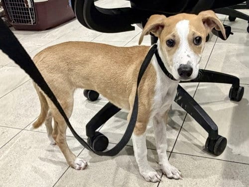 Photo of Birdy, adoptable Whippet in Garland, Texas