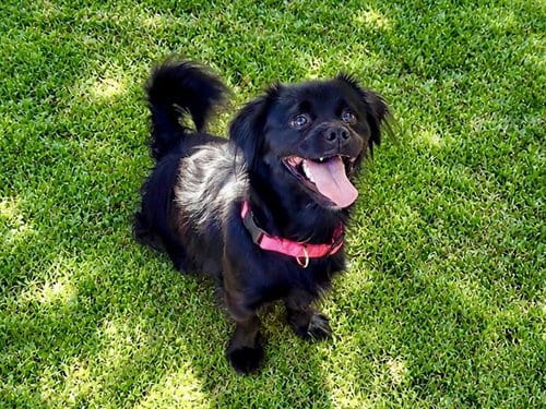 Photo of Lestat, adoptable Chihuahua in Martinez, California