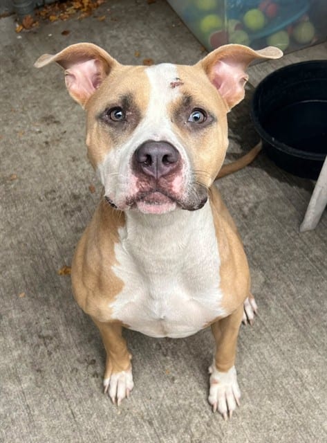 Photo of Yoshi Maru Little, adoptable American Pit Bull Terrier in Chicago, Illinois