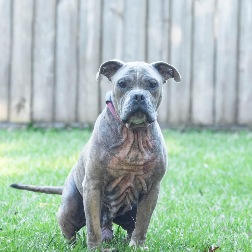 Photo of Zack, adoptable Terrier in Summerville, South Carolina