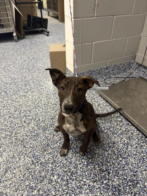 Photo of Bobo, adoptable Australian Cattle Dog/Blue Heeler in Riverside, California