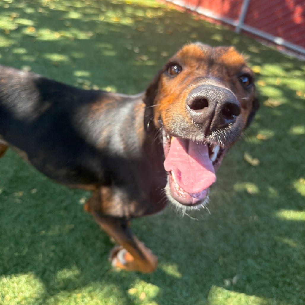 Photo of Rita, adoptable Coonhound / Mixed Breed (Large) in Buellton, California