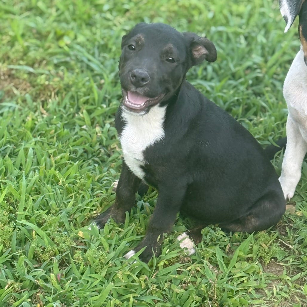 Photo of Uranus, adoptable Mixed Breed (Small)