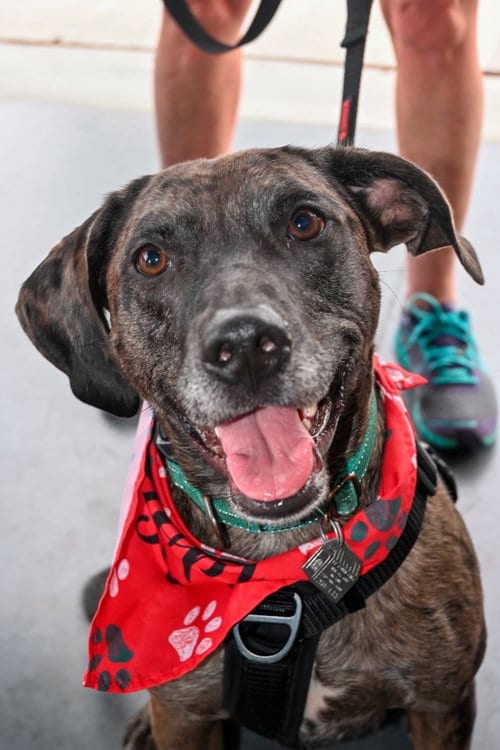 Photo of Dominic, adoptable Catahoula Leopard Dog in Oakhurst, New Jersey
