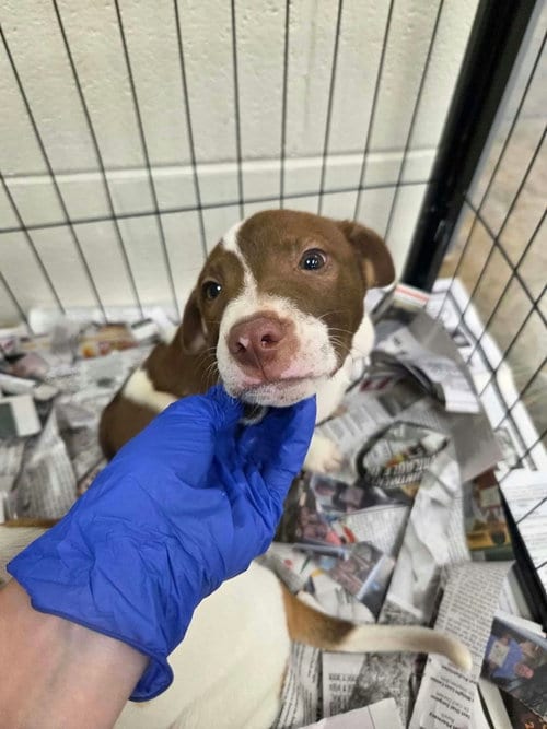 Photo of Nutmeg (NY-Danielle), adoptable Labrador Retriever in SHERBURNE, New York