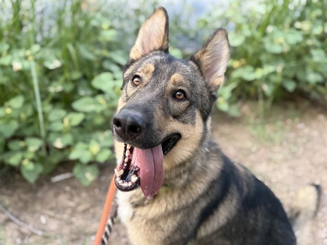 Photo of Kiwi, adoptable dog