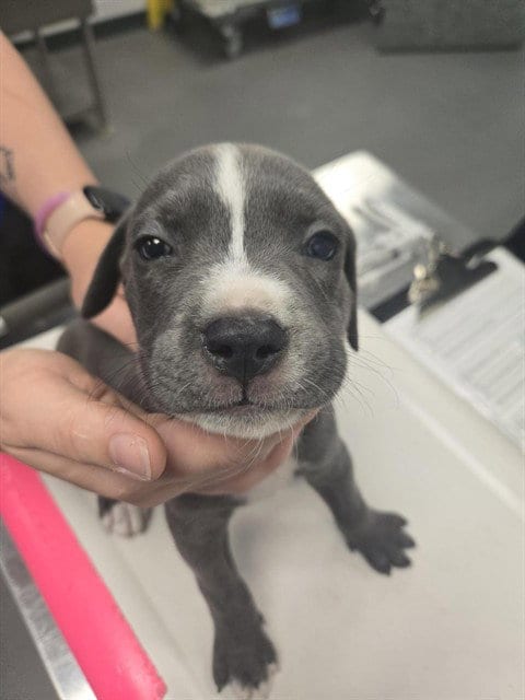 Photo of Carter, adoptable American Pit Bull Terrier in Corpus Christi, Texas