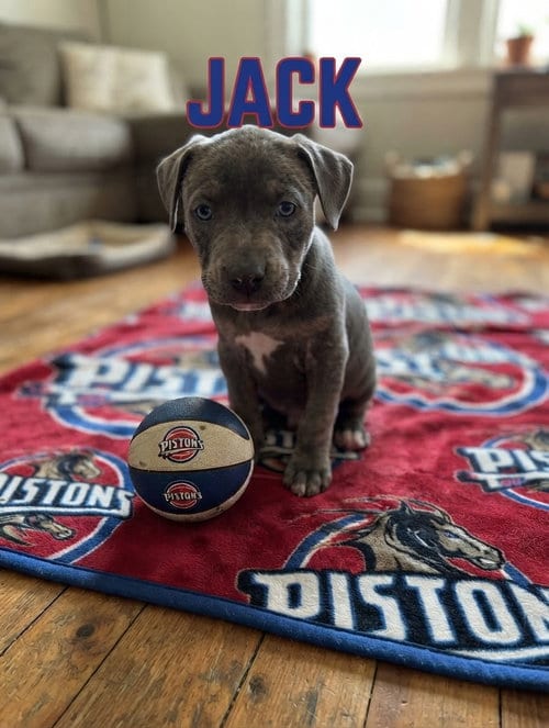 Photo of Jack, adoptable Pit Bull Terrier in Belleville, Michigan