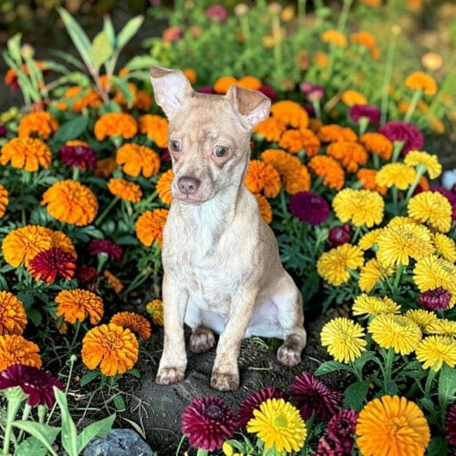 Photo of Squeak, adoptable Chihuahua in Ashville, Ohio