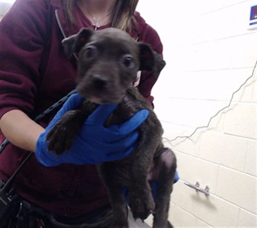 Photo of Sweet Potato, adoptable Pit Bull Terrier in Denver, Colorado