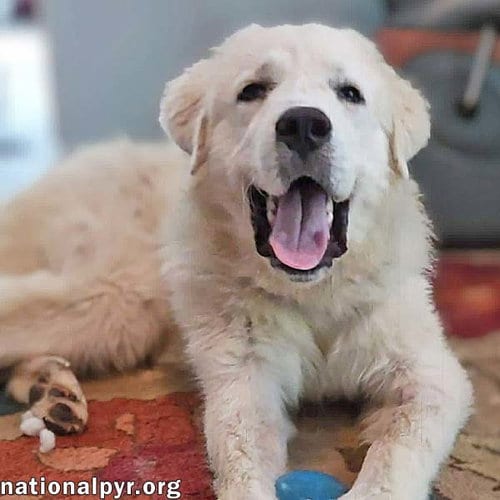 Photo of Max in NC - Excellent Meeting New People, adoptable Great Pyrenees in Beacon, New York