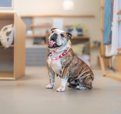 Photo of Melon, adoptable Bulldog in Marina Del Rey, California