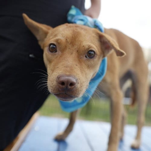 Photo of Bell, adoptable American Staffordshire Terrier in San Antonio, Texas