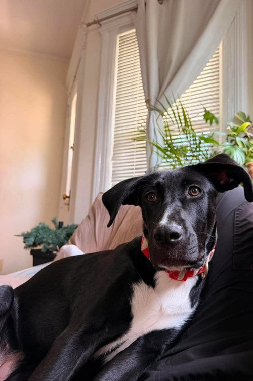 Photo of Jolie, adoptable Plott Hound in LEBANON, Connecticut