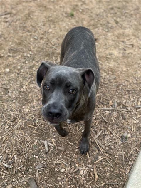 Photo of Rosie, adoptable Pit Bull Terrier in Plano, Texas