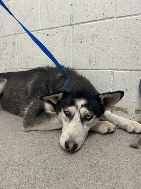 Photo of Layla, adoptable Siberian Husky in San Bernardino, California