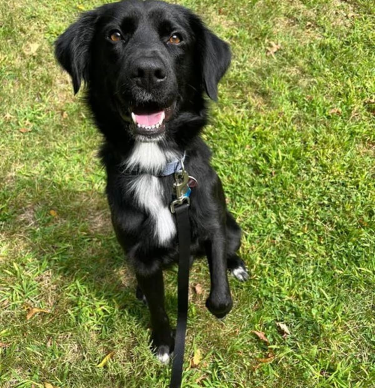 Photo of Bart, adoptable Flat-Coated Retriever in Westwood, New Jersey