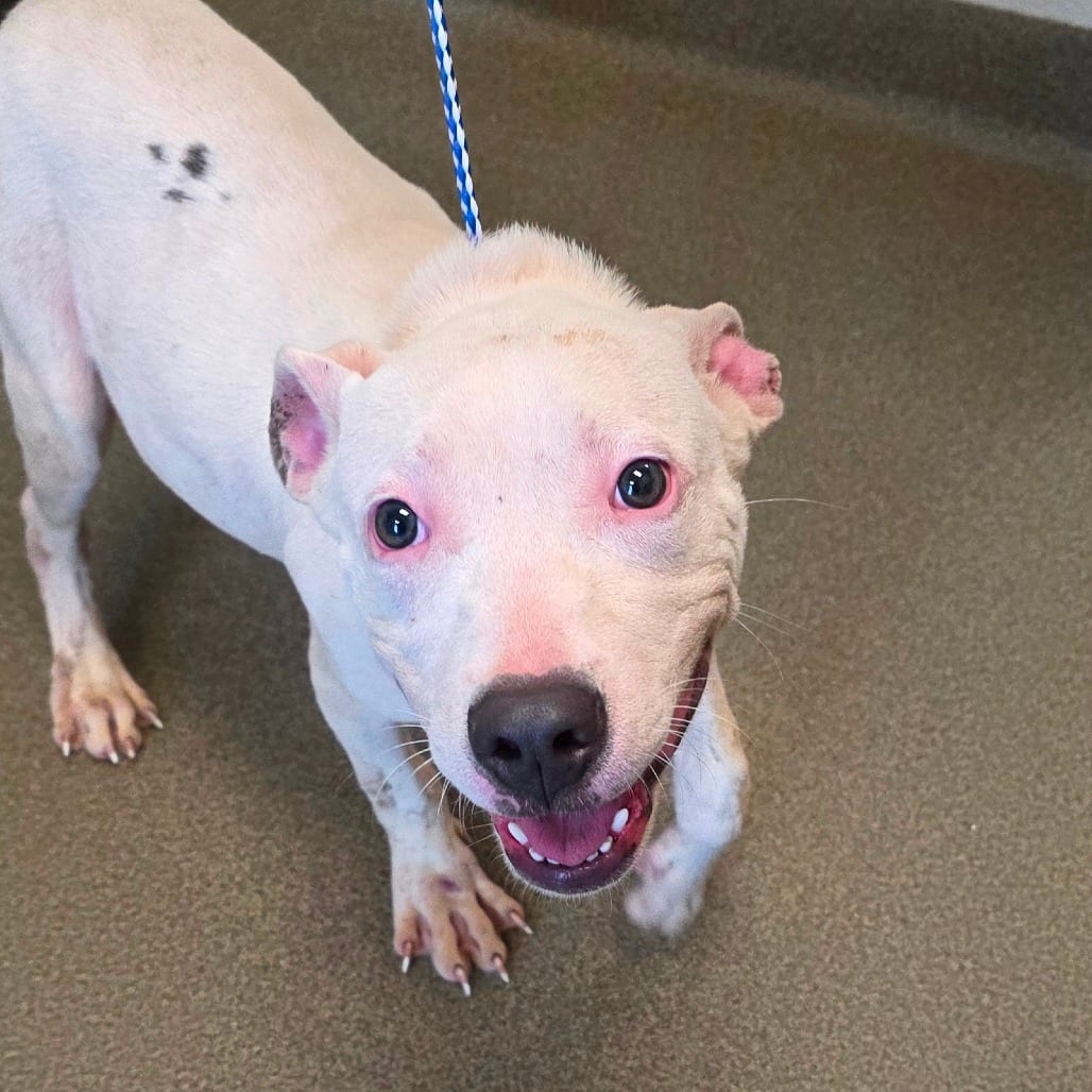 Photo of Kryze, adoptable Terrier, Pit Bull / Mixed Breed (Medium) in Council Bluffs, Iowa