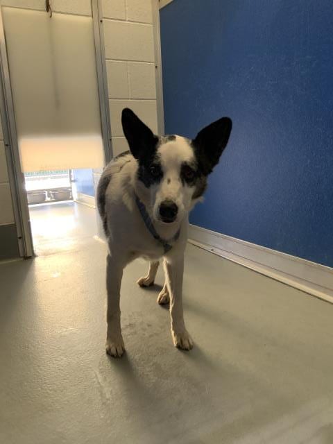 Photo of A256180, adoptable Queensland Heeler in Visalia, California