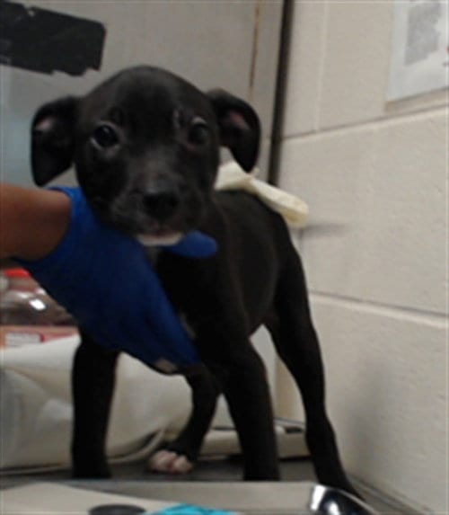 Photo of Eddy, adoptable Pit Bull Terrier in Fayetteville, North Carolina