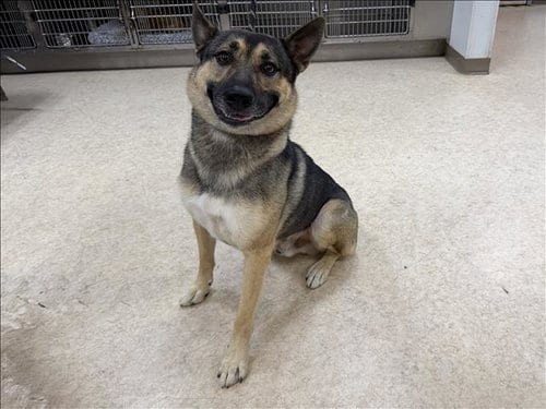 Photo of Kino, adoptable German Shepherd Dog in San Pedro, California