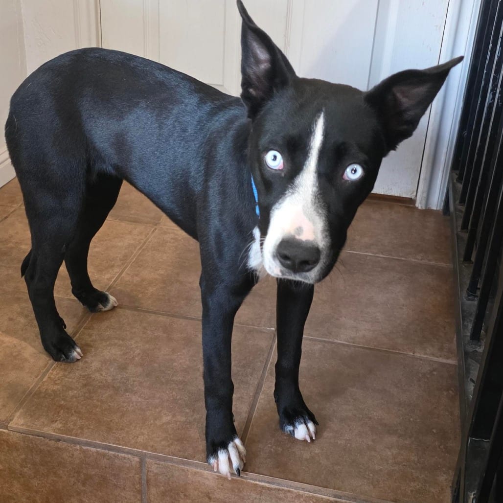 Photo of Batgirl, adoptable Collie, Border / Mix in Kanab, Utah