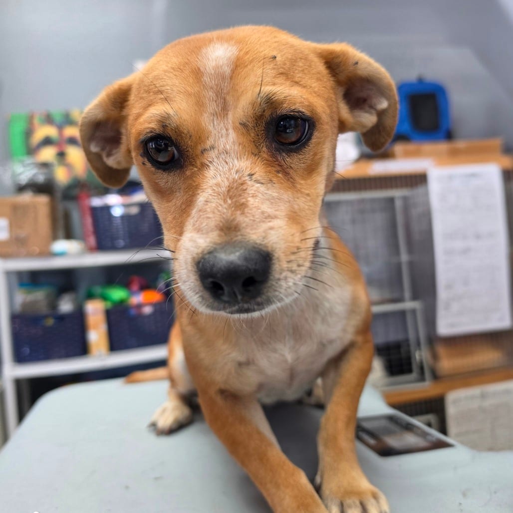 Photo of Victoria Javadi - City Of Industry Location, adoptable Terrier / Mix