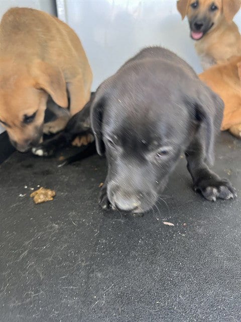 Photo of A170532, adoptable Labrador Retriever in Bakersfield, California