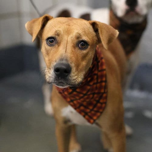 Photo of Muffin, adoptable Terrier in San Antonio, Texas