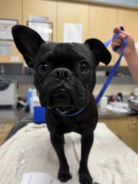 Photo of Petey, adoptable French Bulldog in Riverside, California