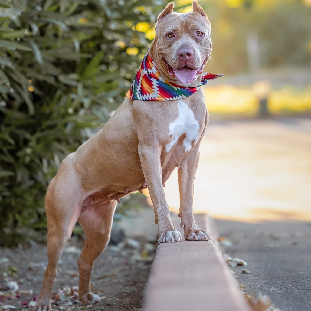 Photo of Pantera, adoptable Terrier, American Pit Bull / Mixed Breed (Large) in California, California