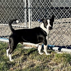 Photo of Ringo, adoptable Mixed Breed (Medium) in Emmett, Idaho