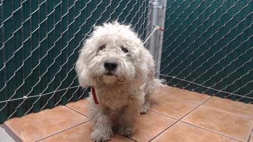 Photo of Harley, adoptable Maltese in Downey, California