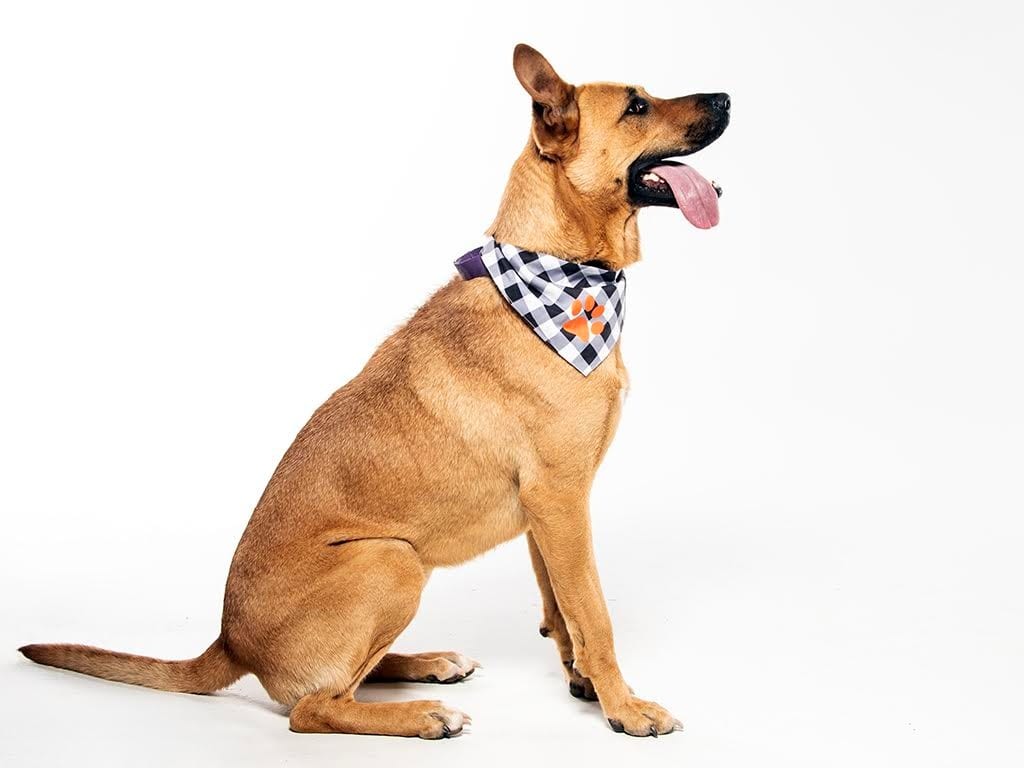 Photo of Ginger, adoptable German Shepherd Dog in Crossville, Tennessee