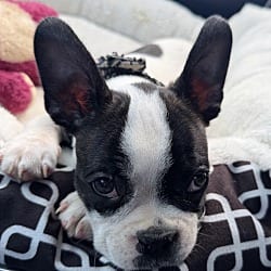 Photo of Gino, adoptable Boston Terrier in Yorkville, Illinois