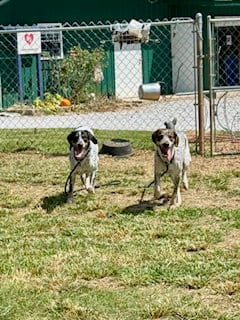 Photo of Ann, adoptable Hound in Sparta, Tennessee
